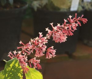 Syringa komarowii subsp. reflexa 5lt
