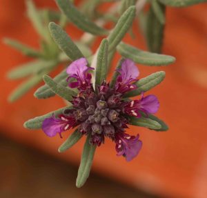 Teucrium ackermannii 2lt