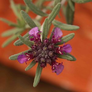 Teucrium ackermannii 2lt