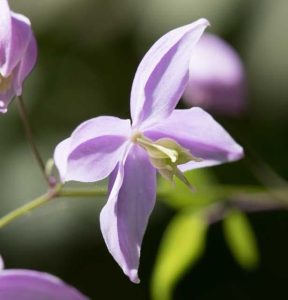 Thalictrum delaveyi Hinkley 2lt
