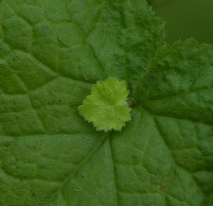 Tolmiea menziesii Cool Gold 1lt