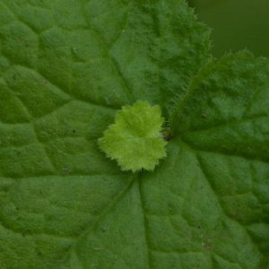 Tolmiea menziesii Cool Gold 1lt