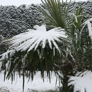 Trachycarpus Fortunei 3lt
