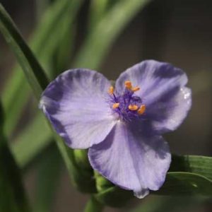Tradescantia Little Doll 1lt