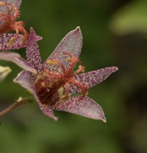 Tricyrtis Blue shing toad 2lt