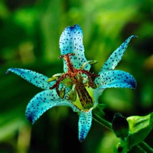 Tricyrtis Long Jen Violet 2lt