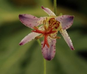 Tricyrtis Taipei Silk