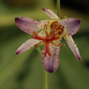 Tricyrtis Taipei Silk