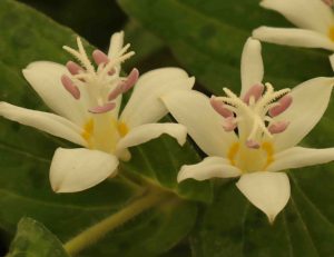 Tricyrtis White Towers  3lt