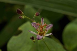 Tricyrtis Blue Wonder 2lt