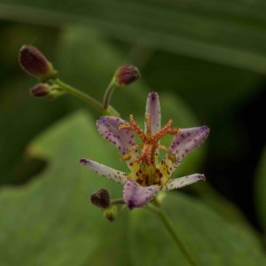 Tricyrtis Blue Wonder 2lt