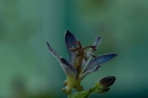 Tricyrtis Gilt Edge 2lt