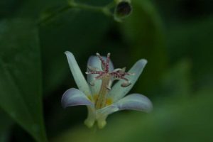 Tricyrtis Tojen 2lt