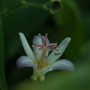 Tricyrtis Tojen 2lt