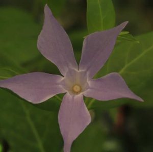 Vinca difformis sub. Sardoa 1/2lt
