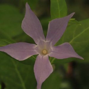 Vinca difformis sub. Sardoa 1/2lt