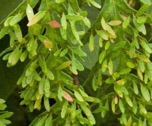 Woodwardia orientalis v. formosana - BSWJ6865 3lt