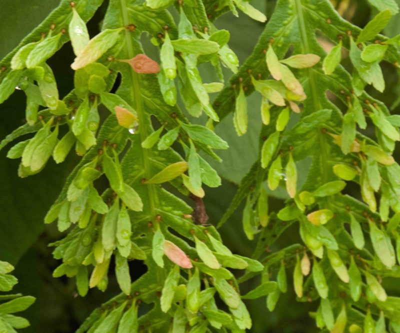 Woodwardia orientalis v. formosana - BSWJ6865 3lt