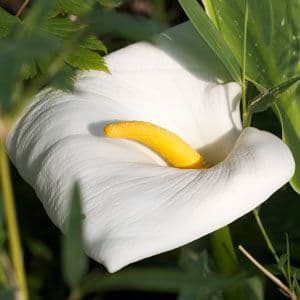 Zantedeschia 'Hercules'