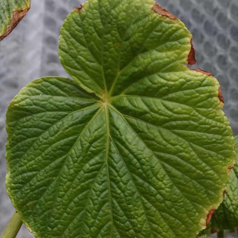 Begonia Silletensis Var. Mengyanensis