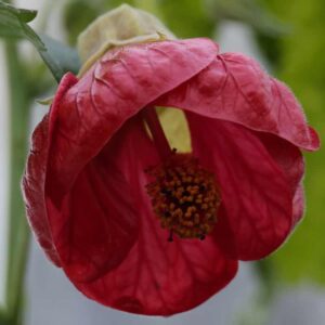Abutilon Ashford Red