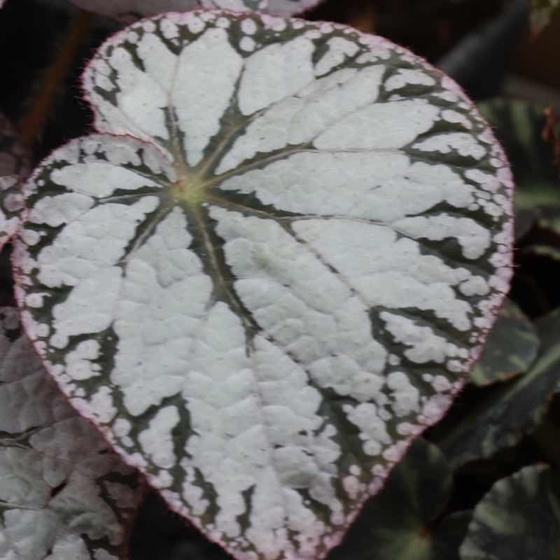 Begonia Chaotot