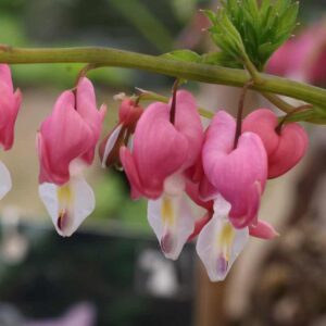 Lamph Pink