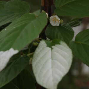 Actinidia kolomikta