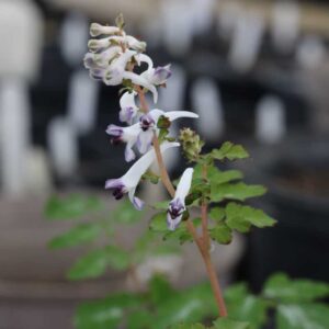 Corydalis Silver Spectre