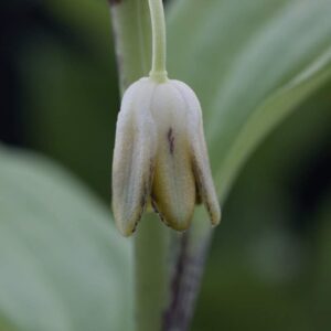 Disporopsis lily pads