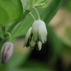 Disporopsis aris