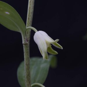 Disporopsis nova