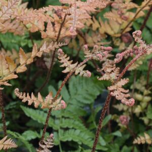 Dryopteris koid