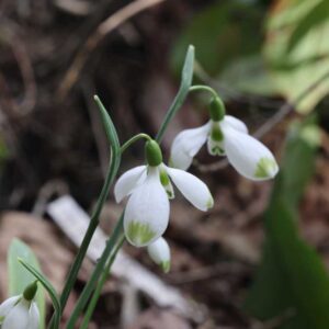 Galanthus green lanterns