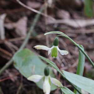 Galanthus Rosemary Burnham