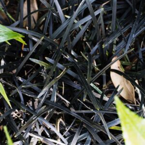 Ophiopogon nigressens