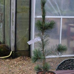 Pinus B Giant