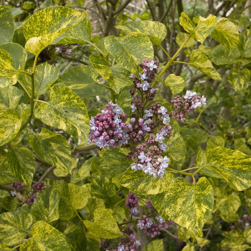 Syringia var