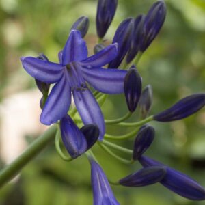 Agapanthus northern star