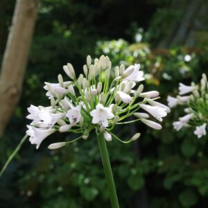 Agapanthus windsor grey