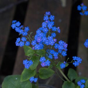 Brunnera blue ocean
