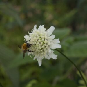 Cephalaria transsylvanica