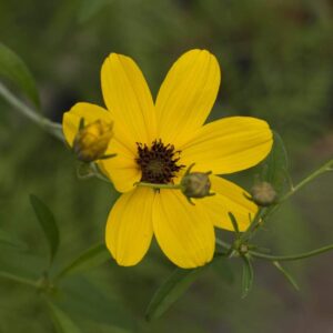 Coreopsis triteris