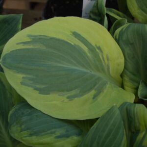 Hosta carnival