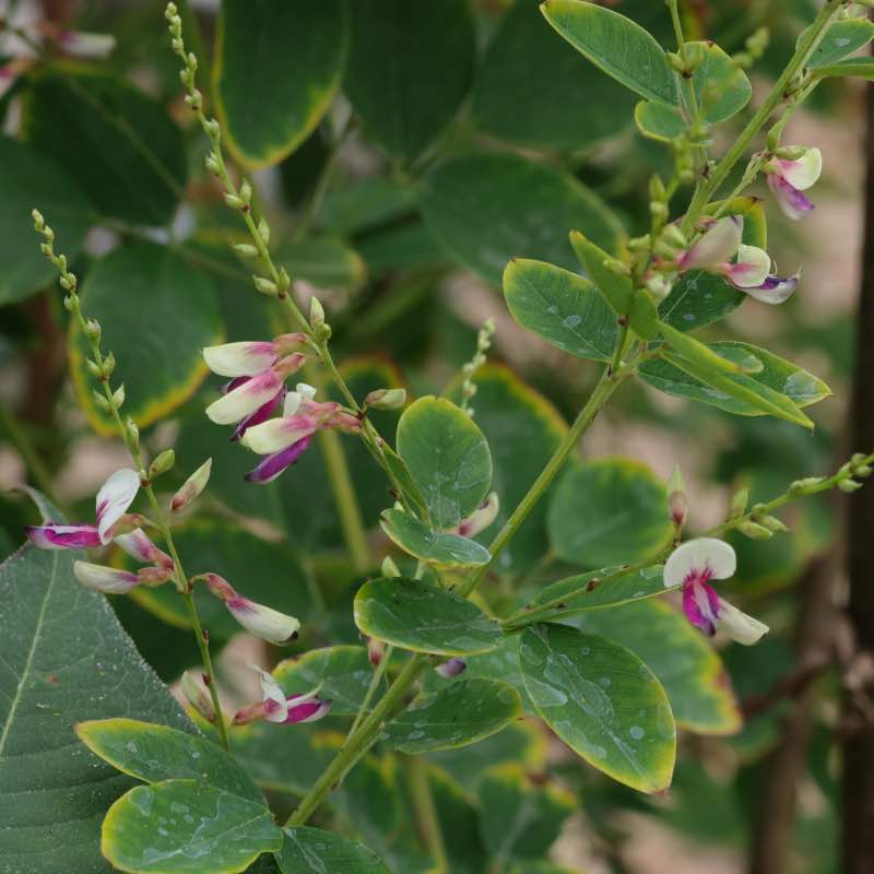 Lespediza