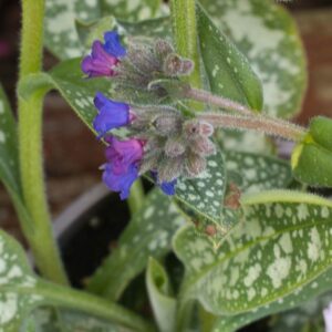 Pulmonaria miss elly