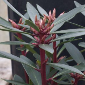 Tasman lance