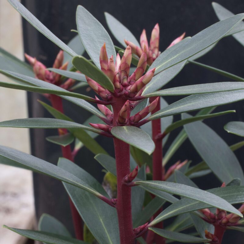 Tasman lance