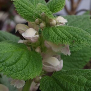 Lamium white ov