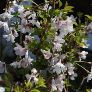 Prunus kojo